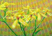 Bild: Lichtblume I (Harzgreiskrautblütchen)